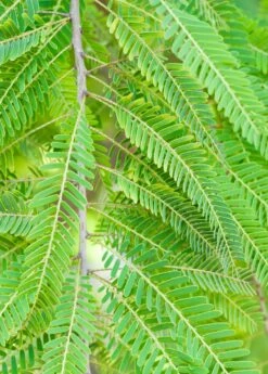 Amla, Indian Gooseberry (Phyllanthus Emblica) -Hot Sale Sow Exotic Store 0155d9 1fbee7d1bf5e4d2cbd137608090fe2c4 mv2 d 1860 2800 s 2