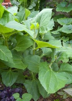 Earth Apple, 'Yellow' (Smallanthus Sonchifolius) -Hot Sale Sow Exotic Store 0155d9 2e1720a4536e4f0fa985deba5703940a mv2 d 1874 2800 s 2 88356a23 def2 40b4 9f2c d4e87487a8f4