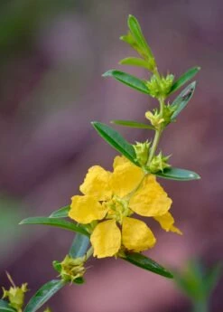 Sun Opener, Sinicuichi (Heimia Salicifolia) -Hot Sale Sow Exotic Store 0155d9 376f2598fcd842feb3ee6168fa92c091 mv2 d 3264 4928 s 4 2