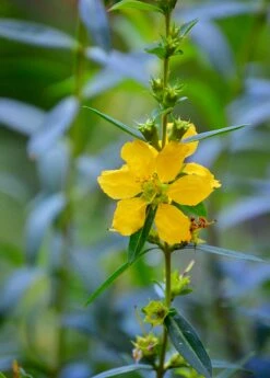 Sun Opener, Sinicuichi (Heimia Salicifolia) -Hot Sale Sow Exotic Store 0155d9 4599d42dafc54c6e8e0f2e9b07f6a881 mv2 d 3264 4928 s 4 2