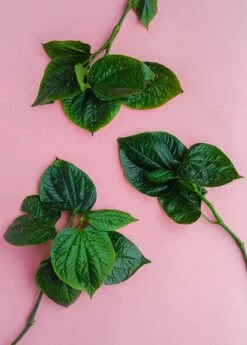 Lolot (Piper Sarmentosum) -Hot Sale Sow Exotic Store 0155d9 4dac8f1bcf3e45de953a21ac4071b86a mv2 d 3648 5472 s 4 2