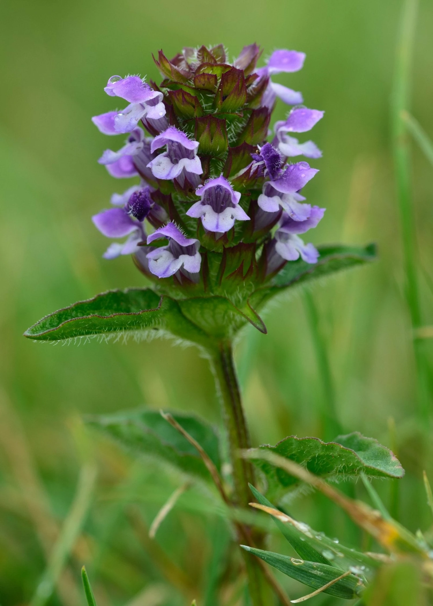 Self Heal Herb (Prunella Vulgaris) 2 Self Heal Herb (Prunella Vulgaris) - Image 2