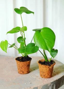 Monstera Deliciosa, Swiss Cheese Plant 15 Monstera Deliciosa, Swiss Cheese Plant -Hot Sale Sow Exotic Store 0155d9 96bb997e16c7430e9f1eb88d3751834d mv2 d 3263 4079 s 4 2