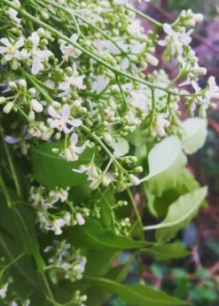 Neem Tree (Azadirachta Indica) -Hot Sale Sow Exotic Store 0155d9 a593fde486c0478b9ffd90e89b9a72ac mv2 d 2988 3735 s 4 2