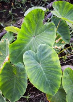 Taro, Red (Colocasia Esculenta) -Hot Sale Sow Exotic Store 0155d9 b0be5db36a574df7921617a8173563cc mv2 d 1862 2800 s 2