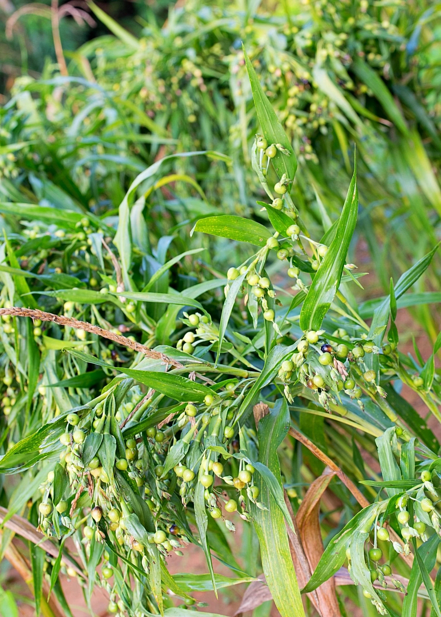 Job's Tears (Coix Lacryma-jobi) 1 Job's Tears (Coix Lacryma-jobi)