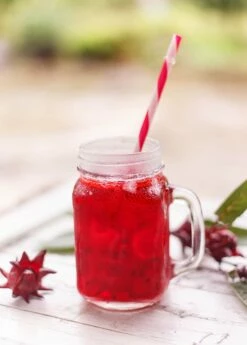 Florida Cranberry (Hibiscus Sabdariffa) -Hot Sale Sow Exotic Store 0155d9 c34fdedc94a947bb8c564027b5fa9c8f mv2 d 2340 2800 s 2