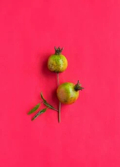 Pomegranate 'Vietnamese Pink' (Punica Granatum) -Hot Sale Sow Exotic Store 0155d9 d1b0582fd8484caf87aa44915959da6f mv2 d 3271 4907 s 4 2