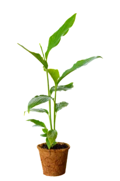 Cardamom (Elettaria Cardamomum) 7 Cardamom (Elettaria Cardamomum) -Hot Sale Sow Exotic Store 0155d9 ded028d48e644e70b39ee6ced7756f5b mv2