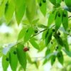 Strawberry Tree, Red (Muntingia Calabura)
