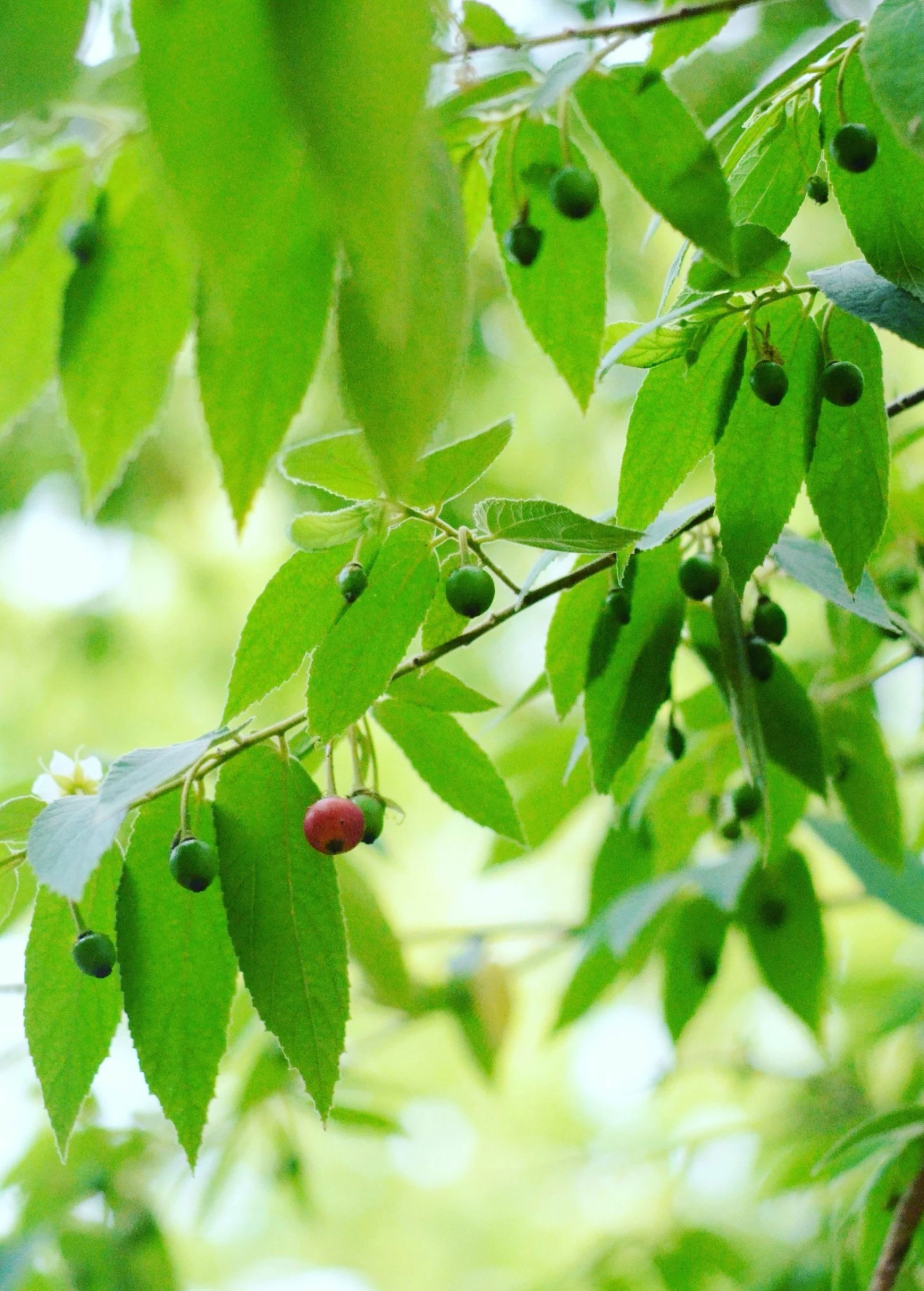 Strawberry Tree, Red (Muntingia Calabura) 1 Strawberry Tree, Red (Muntingia Calabura)