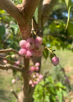 Hot Sale Sow Exotic Store -Hot Sale Sow Exotic Store 13 0658d3fe 9d9b 457e bc2c 78b60294094d