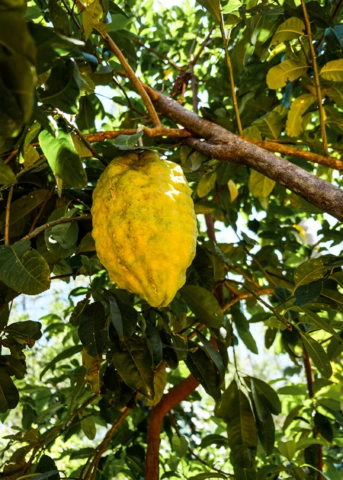 Ponderosa Lemon (Citrus × Pyriformis) 1 Ponderosa Lemon (Citrus × Pyriformis)