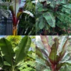 Banana Bundle: Siam Ruby, Blood Banana, Dwarf Cavendish & Red Abyssinian