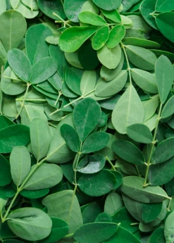 Moringa (Moringa Oleifera) -Hot Sale Sow Exotic Store 1 6