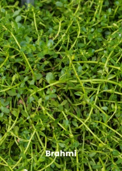 Ayurveda Herb Bundle: Gotu Kola & Brahmi -Hot Sale Sow Exotic Store 1 6 75532c5a fe05 4a3a 8f93 56f10dc524c9