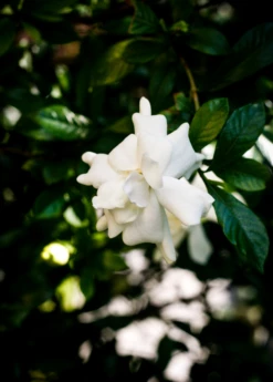 Everblooming Gardenia (Gardenia Veitchii)