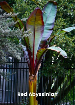 Banana Bundle: Siam Ruby, Blood Banana, Dwarf Cavendish & Red Abyssinian -Hot Sale Sow Exotic Store 2 4 8985e285 ce04 4e50 aa53 cc81bd4e76e5