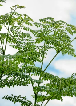 Moringa (Moringa Oleifera) -Hot Sale Sow Exotic Store 2 7