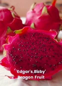 Dragon Fruit Bundle: 'Edgar's Baby' Dragon Fruit & Sweet Yellow Dragon Fruit -Hot Sale Sow Exotic Store 2 8