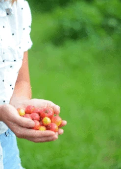 Guava, Strawberry (Psidium Cattleianum) -Hot Sale Sow Exotic Store 3DEA704B 3825 4F78 BEC4 9A92A56E0116