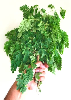 Moringa (Moringa Oleifera) -Hot Sale Sow Exotic Store 3 6