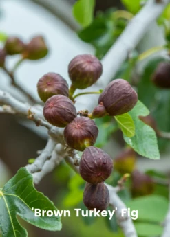 Fig Tree Bundle: 'Olympian' Fig & 'Brown Turkey' Fig -Hot Sale Sow Exotic Store 3 7