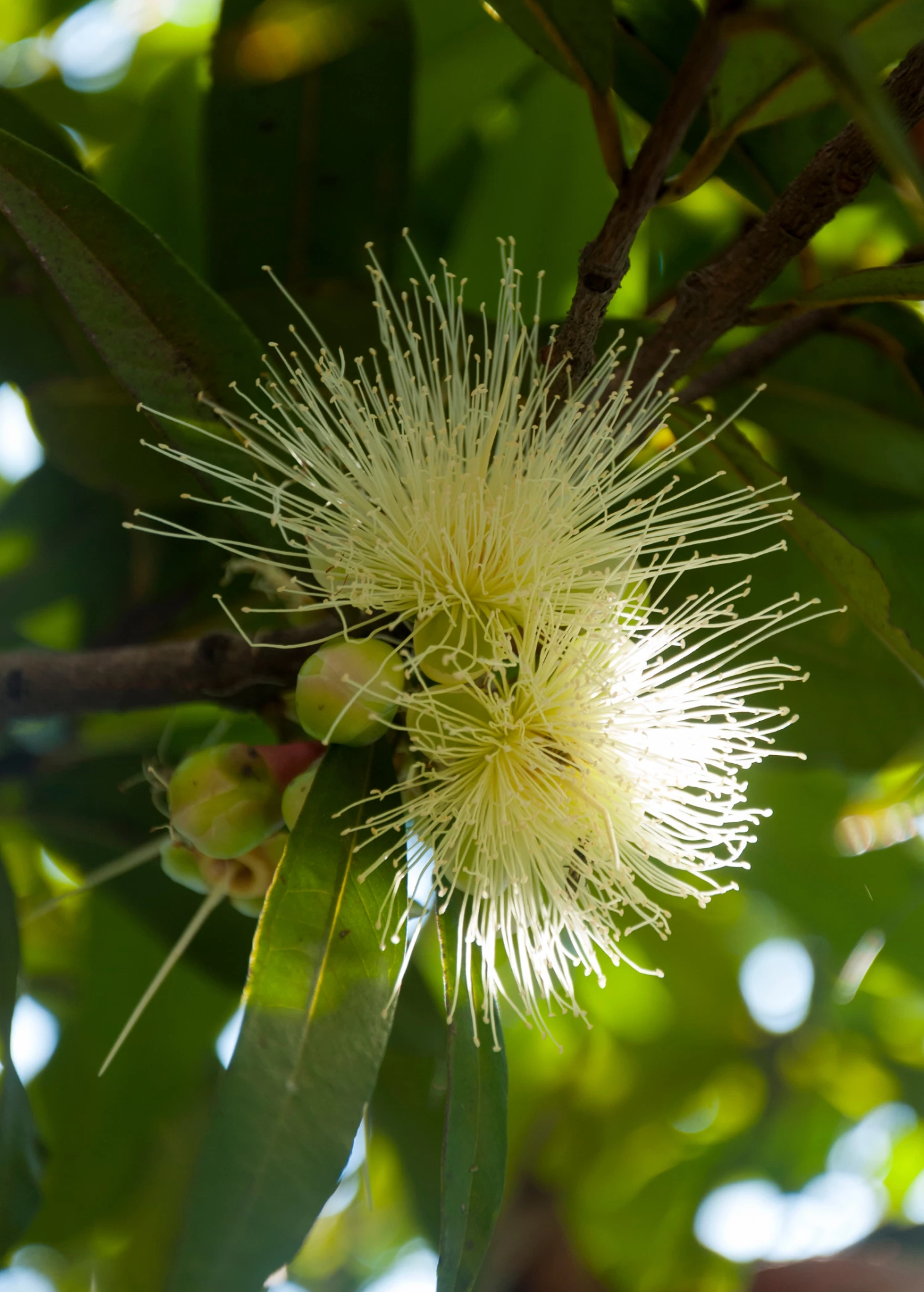 Rose Apple (Syzygium Jambos) 2 Rose Apple (Syzygium Jambos) - Image 2