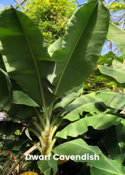 Banana Bundle: Siam Ruby, Blood Banana, Dwarf Cavendish & Red Abyssinian -Hot Sale Sow Exotic Store 4 4