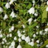 White Crane Flower (Rhinacanthus Nasutus)