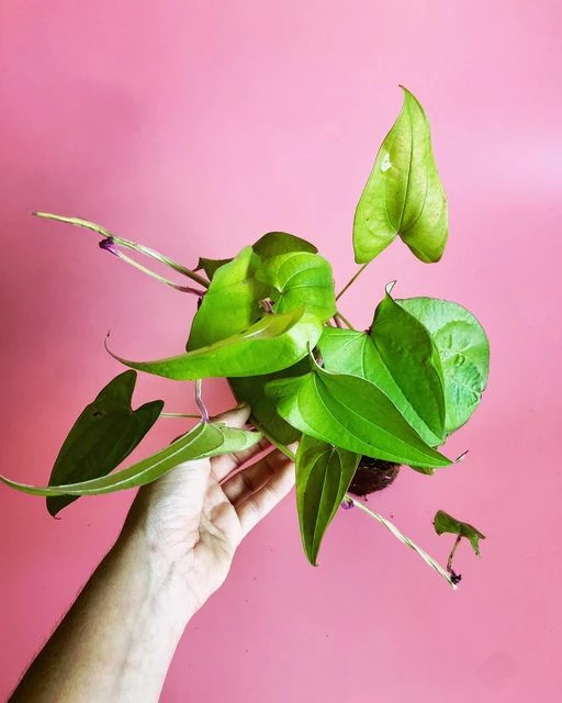 Ube (Dioscorea Alata) 2 Ube (Dioscorea Alata) - Image 2