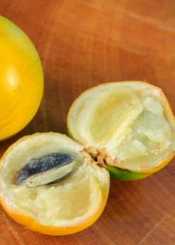 Abiu (Pouteria Caimito) -Hot Sale Sow Exotic Store Abiu Tree for Sale SowExotic.com 2