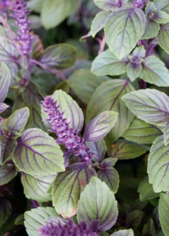 African Blue Basil (Ocimum Kilimandscharicum × Basilicum 'Dark Opal') -Hot Sale Sow Exotic Store African Blue basil plant for sale SowExotic