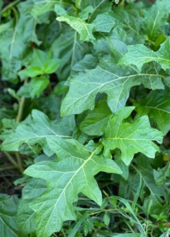 African Eggplant (Solanum Aethiopicum) -Hot Sale Sow Exotic Store African Eggplant plant for Sale SowExotic