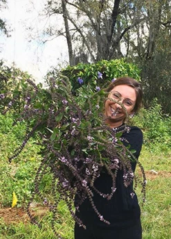 African Blue Basil (Ocimum Kilimandscharicum × Basilicum 'Dark Opal') -Hot Sale Sow Exotic Store African blue basil plant for sale SowExotic.com