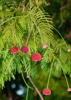 African Locust Bean Tree (Parkia Biglobosa) 5 African Locust Bean Tree (Parkia Biglobosa) -Hot Sale Sow Exotic Store AfricanLocustBeanPlantsforSale SowExotic.com