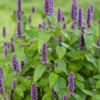 Anise Hyssop (Agastache Foeniculum)