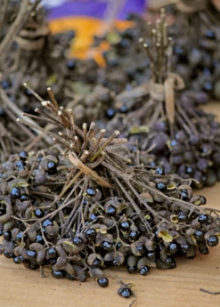 Allspice (Pimenta Dioica) -Hot Sale Sow Exotic Store Allspice Plant for sale SowExotic.com