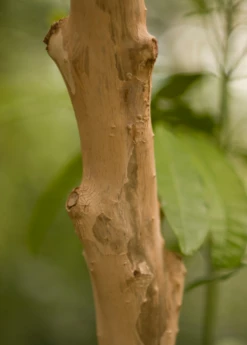 Allspice (Pimenta Dioica) -Hot Sale Sow Exotic Store Allspice Pimentadioica plant for sale SowEXotic.com