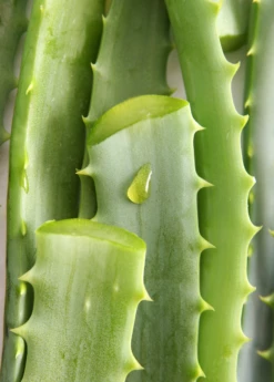Aloe (Aloe Vera) -Hot Sale Sow Exotic Store Aloe Vera Plants for Sale SowExotic