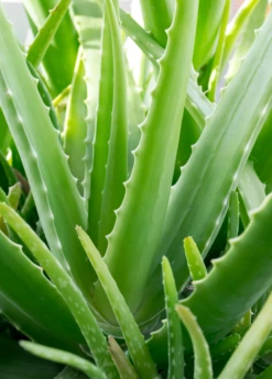 Hot Sale Sow Exotic Store -Hot Sale Sow Exotic Store Aloe Vera Plants for sale SowExotic 9ba4c2d0 fdbd 4940 98fe 95c72293a441