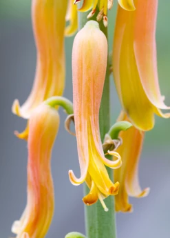 Aloe (Aloe Vera) -Hot Sale Sow Exotic Store Aloe plants for sale SowExotic a42e42f6 d677 4607 b12b 2e5c9e82ba8a