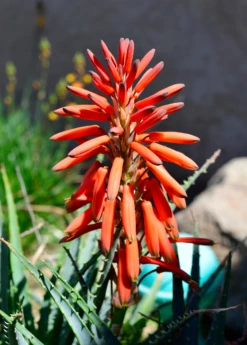 Aloe (Aloe Vera) -Hot Sale Sow Exotic Store Aloe vera Plant for Sale SowExotic