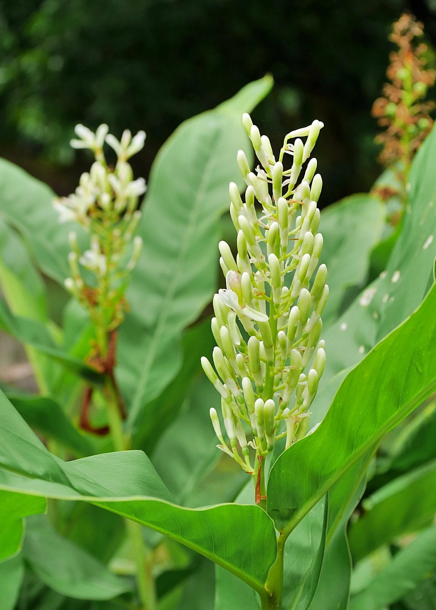 Greater Galangal (Alpinia Galanga) - Image 4