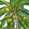 Amla, Indian Gooseberry (Phyllanthus Emblica)