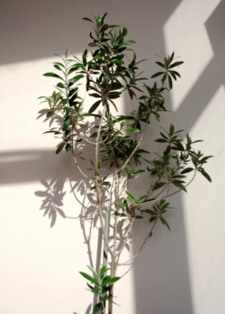 Olive 'Arbequina' (Olea Europea) 11 Olive 'Arbequina' (Olea Europea) -Hot Sale Sow Exotic Store ArbequinaOliveTreesforsale SowExotic.com 3