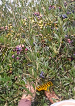 Olive 'Arbequina' (Olea Europea) 9 Olive 'Arbequina' (Olea Europea) -Hot Sale Sow Exotic Store ArbequinaOliveTreesforsale SowExotic.com 4