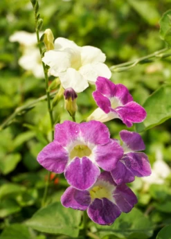 Asystasia, Chinese Creeping Foxglove (Asystasia Gangetica) 9 Asystasia, Chinese Creeping Foxglove (Asystasia Gangetica) -Hot Sale Sow Exotic Store Asystasia ChineseCreepingFoxglove Asystasiagangetica beautifulfloweringvinesowexotic