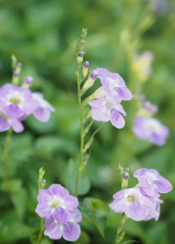 Asystasia, Chinese Creeping Foxglove (Asystasia Gangetica) 10 Asystasia, Chinese Creeping Foxglove (Asystasia Gangetica) -Hot Sale Sow Exotic Store Asystasia ChineseCreepingFoxglove Asystasiagangetica beautifulfloweringvinesowexotic 2