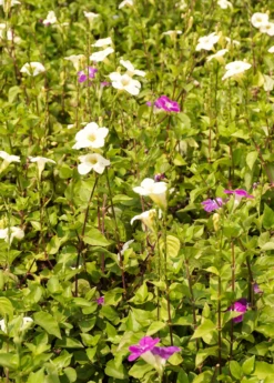 Asystasia, Chinese Creeping Foxglove (Asystasia Gangetica) 8 Asystasia, Chinese Creeping Foxglove (Asystasia Gangetica) -Hot Sale Sow Exotic Store Asystasia ChineseCreepingFoxglove Asystasiagangetica beautifulfloweringvinesowexotic 4